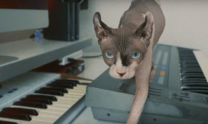 Mr. Vasovski érezte, Kollányi Zsuzsi megírta | Gold Record