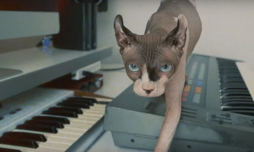 Mr. Vasovski érezte, Kollányi Zsuzsi megírta | Gold Record